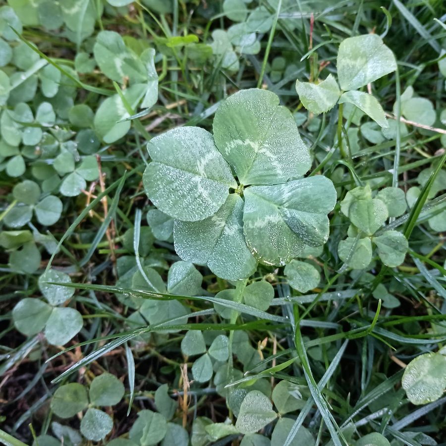 Topsoil growing clover